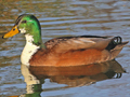 Mallard